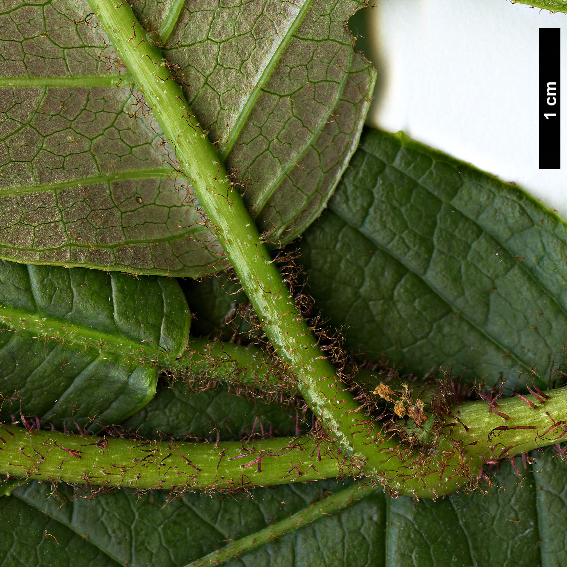 High resolution image: Family: Hydrangeaceae - Genus: Hydrangea - Taxon: asterolasia